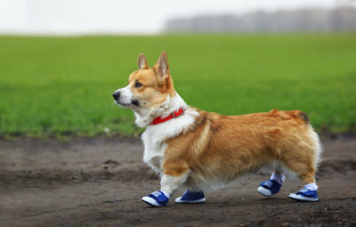 犬の靴